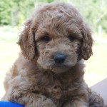 Rescuing Goldenddoodle puppies