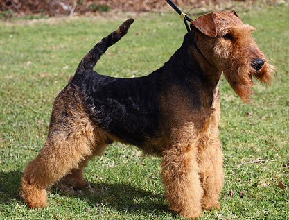 Picture of a Welsh Terrier dog breed