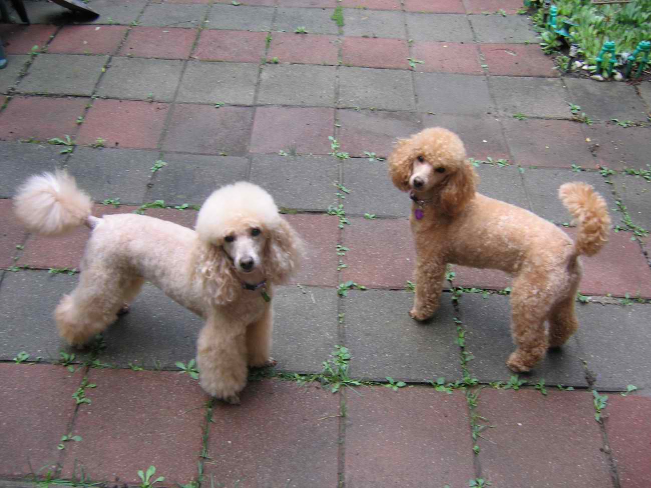 Picture of a Miniature Poodle dog breed