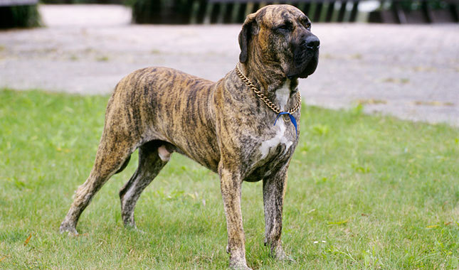 Picture of a Fila Brasileiro dog breed