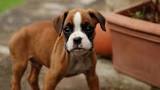 Picture of a boxer puppy dog breed
